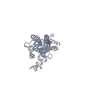 34265_8gtr_F_v1-0
CryoEM structure of human Pannexin isoform 3