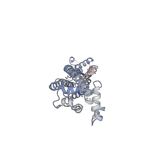 34265_8gtr_G_v1-0
CryoEM structure of human Pannexin isoform 3