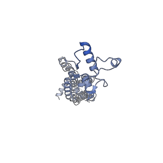 34266_8gts_D_v1-1
CryoEM structure of human Pannexin1 with R217H congenital mutation.