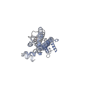 34267_8gtt_A_v1-0
Cryo-EM structure of human Pannexin1 resembling Pannexin2 pore with W74R/R75Dmutations