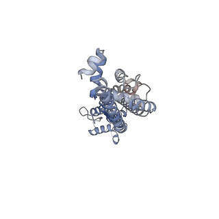 34267_8gtt_C_v1-0
Cryo-EM structure of human Pannexin1 resembling Pannexin2 pore with W74R/R75Dmutations