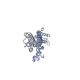 34267_8gtt_E_v1-0
Cryo-EM structure of human Pannexin1 resembling Pannexin2 pore with W74R/R75Dmutations