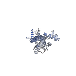 34267_8gtt_F_v1-0
Cryo-EM structure of human Pannexin1 resembling Pannexin2 pore with W74R/R75Dmutations