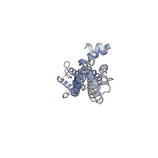 34267_8gtt_G_v1-0
Cryo-EM structure of human Pannexin1 resembling Pannexin2 pore with W74R/R75Dmutations