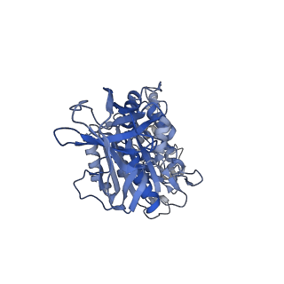 34363_8gxw_E_v1-2
2 ATP-bound V1EG of V/A-ATPase from Thermus thermophilus