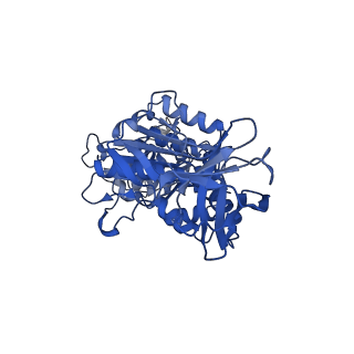34364_8gxx_D_v1-2
3 nucleotide-bound V1EG of V/A-ATPase from Thermus thermophilus.