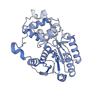 34373_8gym_2E_v1-0
Cryo-EM structure of Tetrahymena thermophila respiratory mega-complex MC IV2+(I+III2+II)2