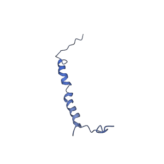 34373_8gym_2n_v1-0
Cryo-EM structure of Tetrahymena thermophila respiratory mega-complex MC IV2+(I+III2+II)2