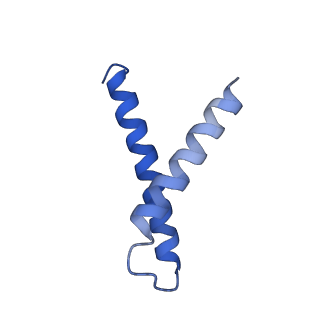 34373_8gym_4t_v1-0
Cryo-EM structure of Tetrahymena thermophila respiratory mega-complex MC IV2+(I+III2+II)2