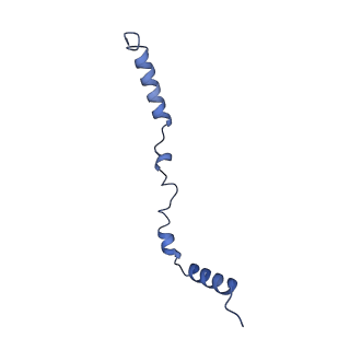 34373_8gym_B3_v1-0
Cryo-EM structure of Tetrahymena thermophila respiratory mega-complex MC IV2+(I+III2+II)2