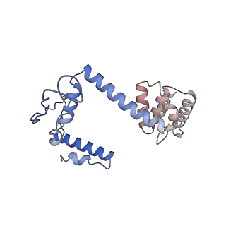 34373_8gym_C_v1-0
Cryo-EM structure of Tetrahymena thermophila respiratory mega-complex MC IV2+(I+III2+II)2