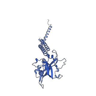 34373_8gym_H_v1-0
Cryo-EM structure of Tetrahymena thermophila respiratory mega-complex MC IV2+(I+III2+II)2