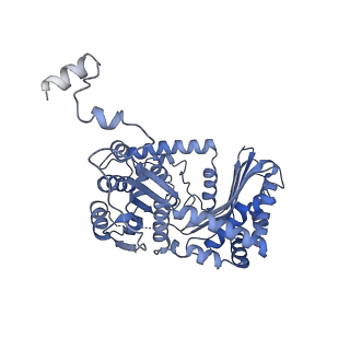 34373_8gym_Qa_v1-0
Cryo-EM structure of Tetrahymena thermophila respiratory mega-complex MC IV2+(I+III2+II)2