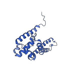 34373_8gym_R_v1-0
Cryo-EM structure of Tetrahymena thermophila respiratory mega-complex MC IV2+(I+III2+II)2