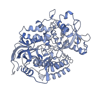 34373_8gym_SA_v1-0
Cryo-EM structure of Tetrahymena thermophila respiratory mega-complex MC IV2+(I+III2+II)2