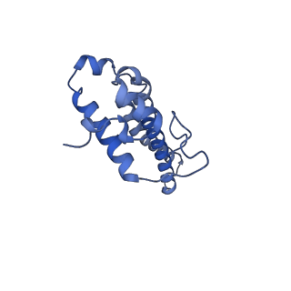 34373_8gym_T7_v1-0
Cryo-EM structure of Tetrahymena thermophila respiratory mega-complex MC IV2+(I+III2+II)2