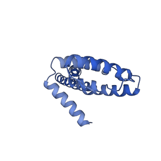 34373_8gym_U_v1-0
Cryo-EM structure of Tetrahymena thermophila respiratory mega-complex MC IV2+(I+III2+II)2