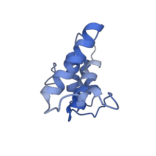 34373_8gym_Y_v1-0
Cryo-EM structure of Tetrahymena thermophila respiratory mega-complex MC IV2+(I+III2+II)2