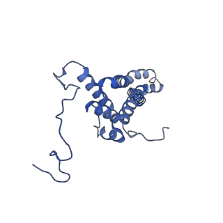 34373_8gym_j_v1-0
Cryo-EM structure of Tetrahymena thermophila respiratory mega-complex MC IV2+(I+III2+II)2