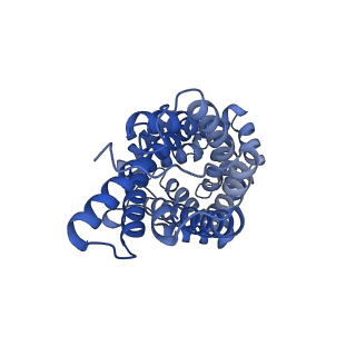 34373_8gym_m2_v1-0
Cryo-EM structure of Tetrahymena thermophila respiratory mega-complex MC IV2+(I+III2+II)2