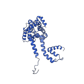 34373_8gym_m3_v1-0
Cryo-EM structure of Tetrahymena thermophila respiratory mega-complex MC IV2+(I+III2+II)2