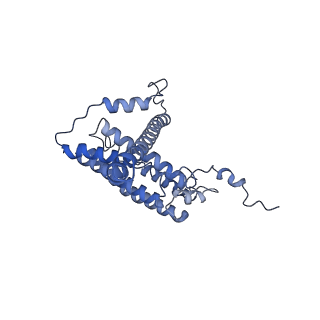 34373_8gym_n1_v1-0
Cryo-EM structure of Tetrahymena thermophila respiratory mega-complex MC IV2+(I+III2+II)2