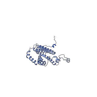 34373_8gym_n6_v1-0
Cryo-EM structure of Tetrahymena thermophila respiratory mega-complex MC IV2+(I+III2+II)2