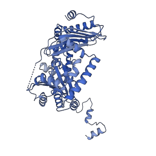 34373_8gym_qA_v1-0
Cryo-EM structure of Tetrahymena thermophila respiratory mega-complex MC IV2+(I+III2+II)2