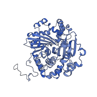 34373_8gym_qB_v1-0
Cryo-EM structure of Tetrahymena thermophila respiratory mega-complex MC IV2+(I+III2+II)2