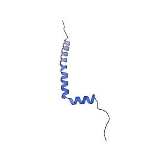 34373_8gym_qj_v1-0
Cryo-EM structure of Tetrahymena thermophila respiratory mega-complex MC IV2+(I+III2+II)2