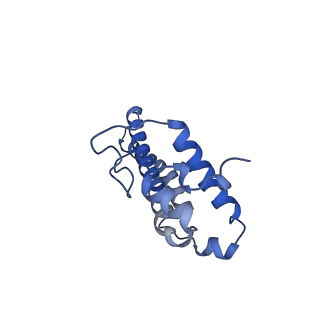 34373_8gym_t7_v1-0
Cryo-EM structure of Tetrahymena thermophila respiratory mega-complex MC IV2+(I+III2+II)2