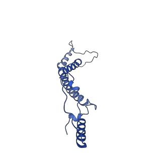 34373_8gym_t_v1-0
Cryo-EM structure of Tetrahymena thermophila respiratory mega-complex MC IV2+(I+III2+II)2