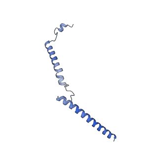 34373_8gym_tc_v1-0
Cryo-EM structure of Tetrahymena thermophila respiratory mega-complex MC IV2+(I+III2+II)2