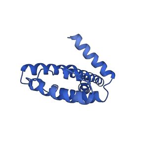 34373_8gym_u_v1-0
Cryo-EM structure of Tetrahymena thermophila respiratory mega-complex MC IV2+(I+III2+II)2