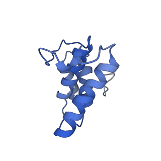 34373_8gym_y_v1-0
Cryo-EM structure of Tetrahymena thermophila respiratory mega-complex MC IV2+(I+III2+II)2