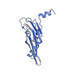 0101_6gzq_E2_v1-0
T. thermophilus hibernating 70S ribosome