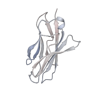 34388_8gz2_C_v1-0
Cryo-EM structure of human NaV1.6/beta1/beta2-4,9-anhydro-tetrodotoxin