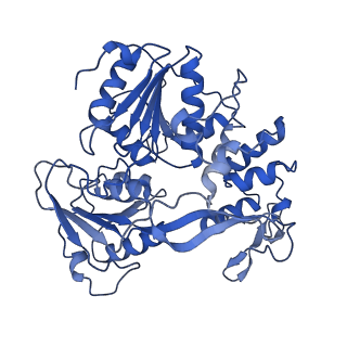 34402_8gzr_B_v1-1
Cryo-EM structure of the the NS5-NS3 RNA-elongation complex