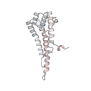 34403_8gzu_17_v1-0
Cryo-EM structure of Tetrahymena thermophila respiratory Megacomplex MC (IV2+I+III2+II)2