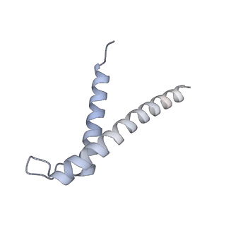 34403_8gzu_1t_v1-0
Cryo-EM structure of Tetrahymena thermophila respiratory Megacomplex MC (IV2+I+III2+II)2
