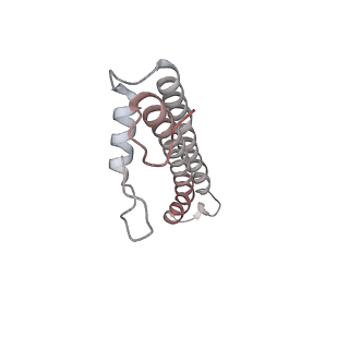 34403_8gzu_23_v1-0
Cryo-EM structure of Tetrahymena thermophila respiratory Megacomplex MC (IV2+I+III2+II)2