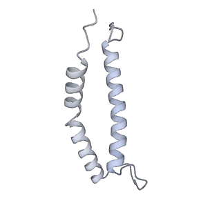 34403_8gzu_3t_v1-0
Cryo-EM structure of Tetrahymena thermophila respiratory Megacomplex MC (IV2+I+III2+II)2