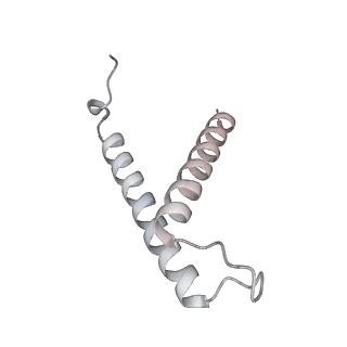 34403_8gzu_41_v1-0
Cryo-EM structure of Tetrahymena thermophila respiratory Megacomplex MC (IV2+I+III2+II)2