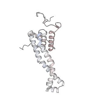 34403_8gzu_64_v1-0
Cryo-EM structure of Tetrahymena thermophila respiratory Megacomplex MC (IV2+I+III2+II)2