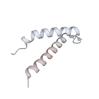 34403_8gzu_99_v1-0
Cryo-EM structure of Tetrahymena thermophila respiratory Megacomplex MC (IV2+I+III2+II)2