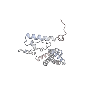 34403_8gzu_AN_v1-0
Cryo-EM structure of Tetrahymena thermophila respiratory Megacomplex MC (IV2+I+III2+II)2