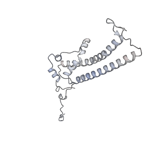 34403_8gzu_L_v1-0
Cryo-EM structure of Tetrahymena thermophila respiratory Megacomplex MC (IV2+I+III2+II)2