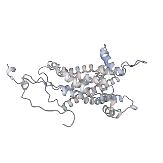 34403_8gzu_M1_v1-0
Cryo-EM structure of Tetrahymena thermophila respiratory Megacomplex MC (IV2+I+III2+II)2