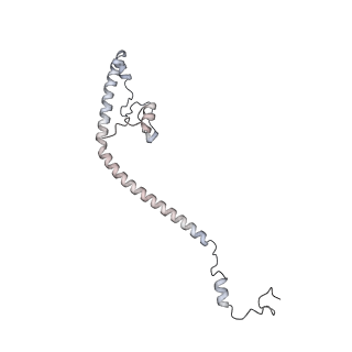 34403_8gzu_am_v1-0
Cryo-EM structure of Tetrahymena thermophila respiratory Megacomplex MC (IV2+I+III2+II)2