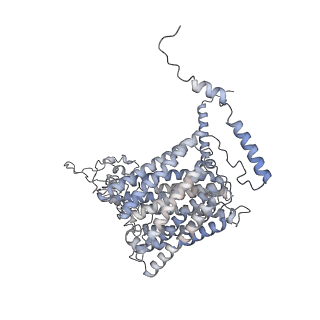 34403_8gzu_c1_v1-0
Cryo-EM structure of Tetrahymena thermophila respiratory Megacomplex MC (IV2+I+III2+II)2